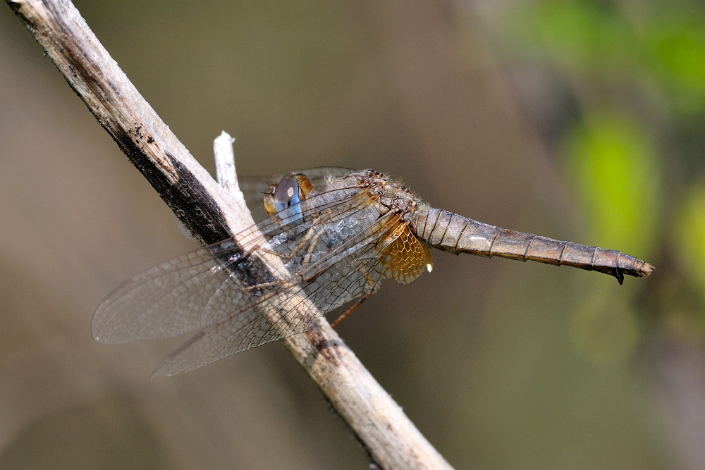 0467 Da identificare.jpg